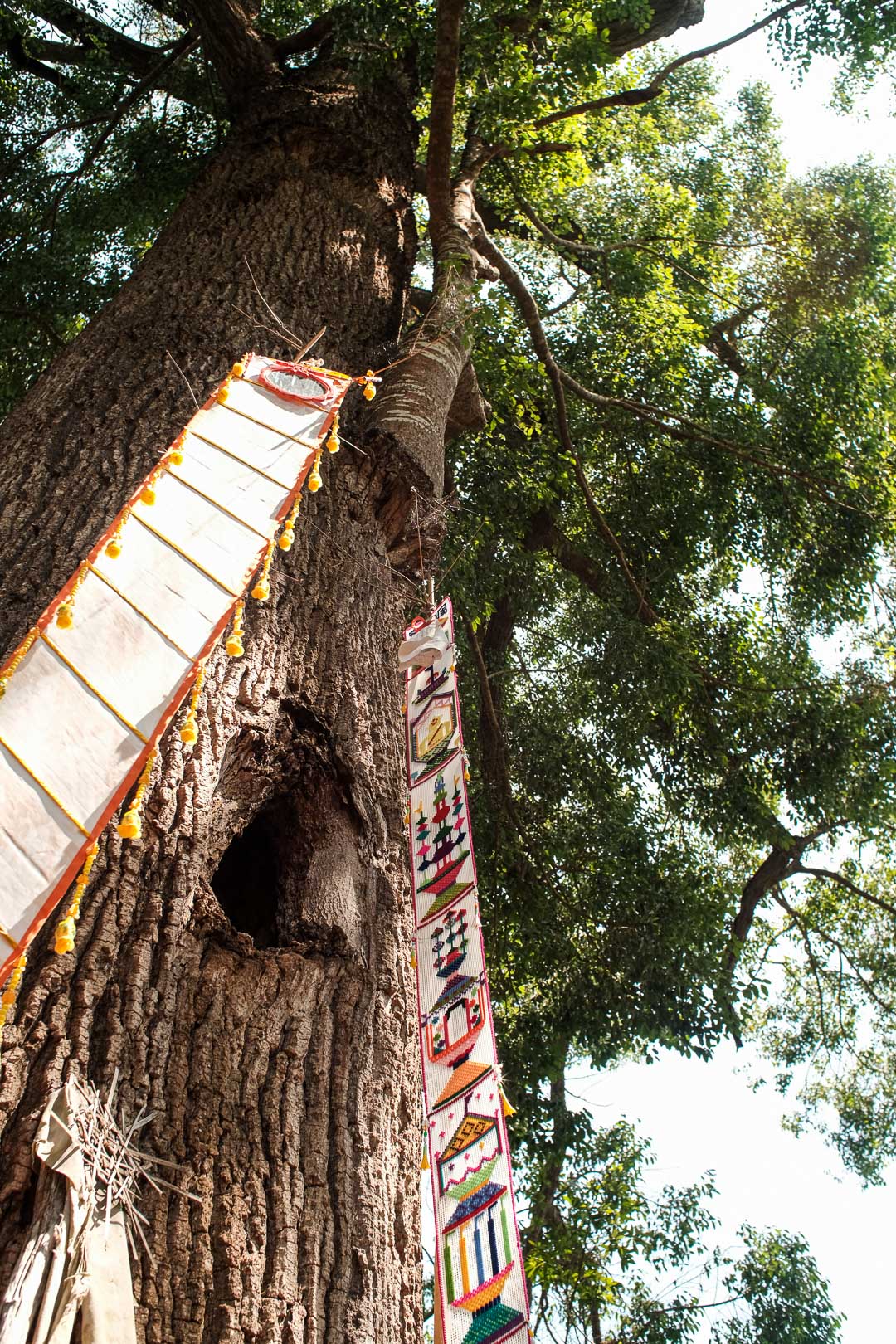 Important lesson from Yunnan forrest